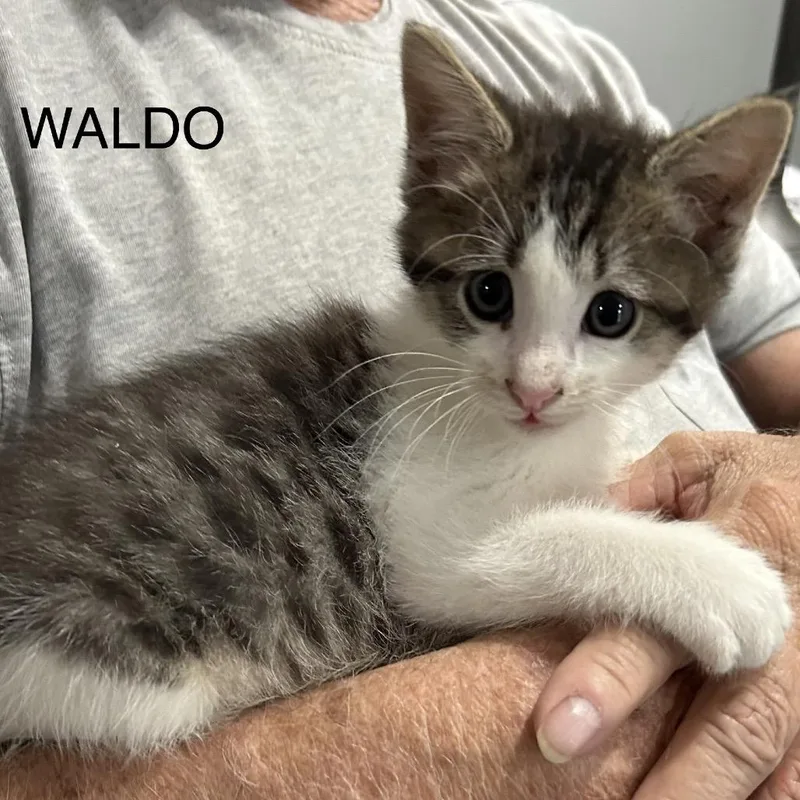 Waldo thumbnail 2