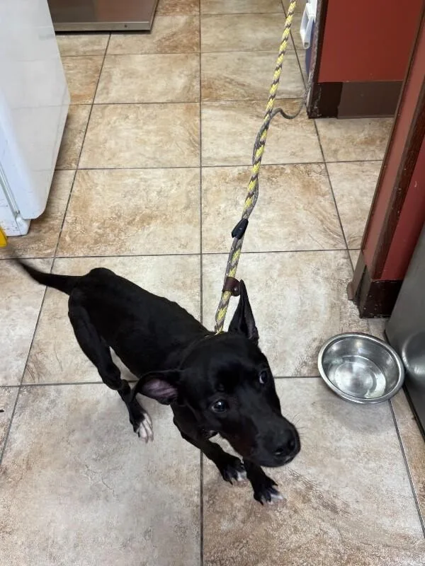 A young medium-sized female Black Mixed Breed dog named Pogo for adoption in Cincinnati, OH