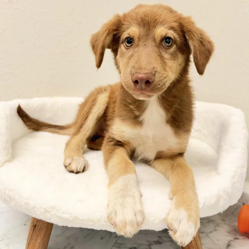 A baby small-sized male Labrador Retriever dog named Simba for adoption in Parker, CO
