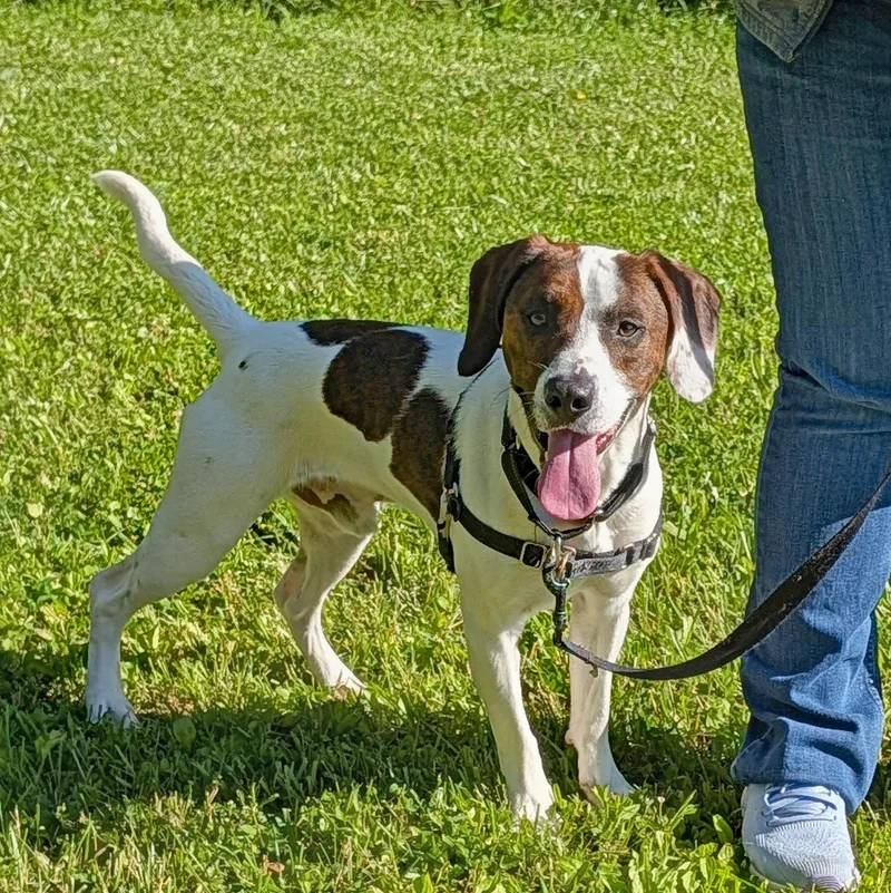 An adult medium-sized male White / Cream Hound dog named Dave for adoption in Accident, MD