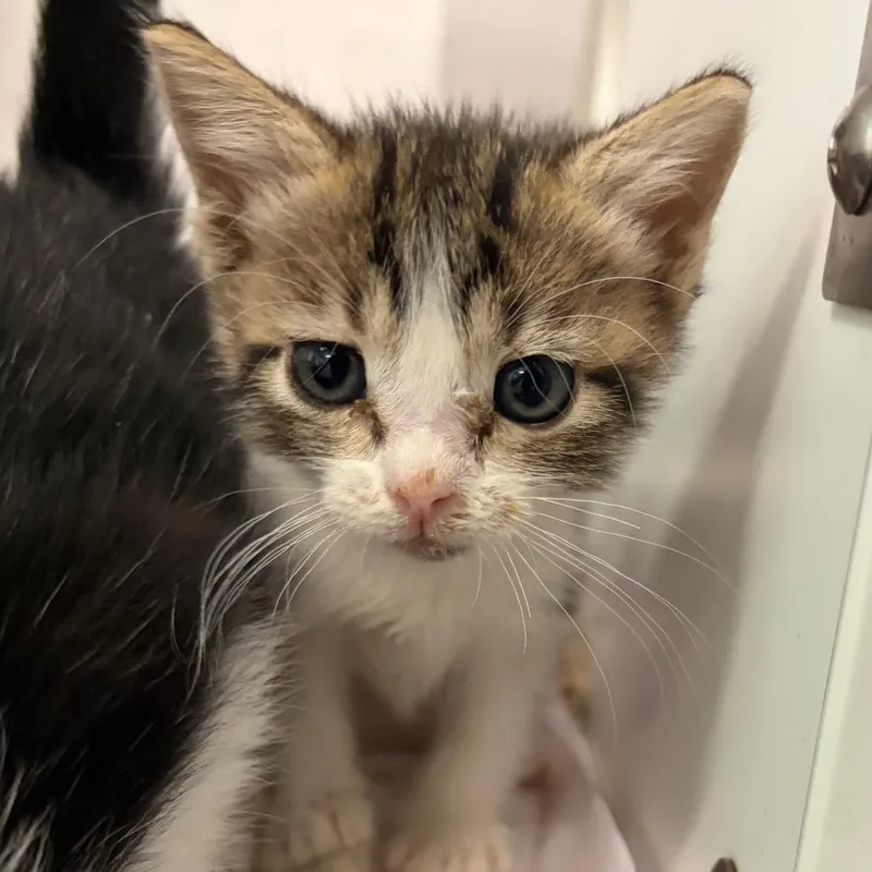 A baby small-sized female Brown / Chocolate Domestic Short Hair cat named Joy for adoption in Lake Jackson, TX