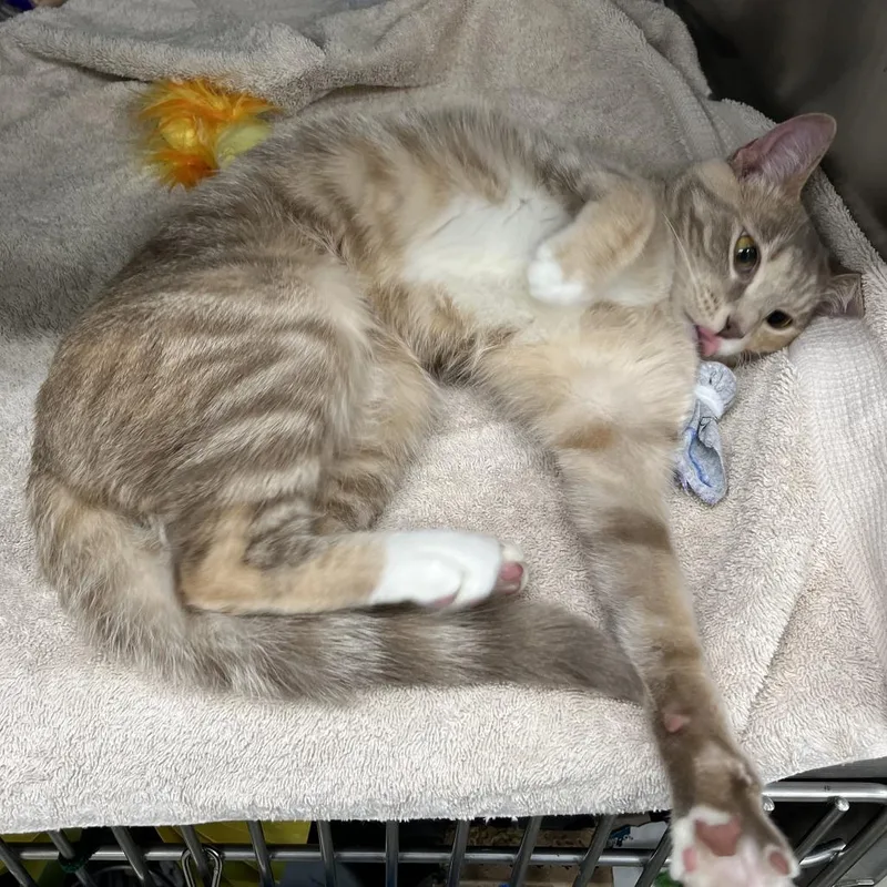 An adult medium-sized female Torbie Domestic Short Hair cat named Julissa for adoption in Chicago, IL