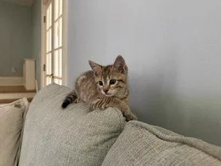 Rocky thumbnail 3