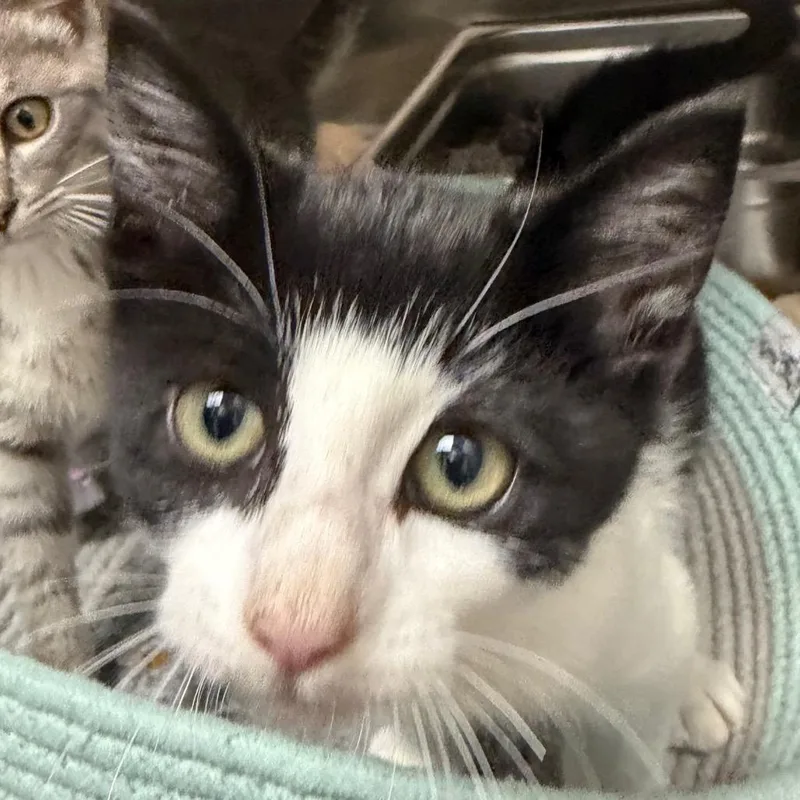 A baby small-sized male White Domestic Short Hair cat named Jerry for adoption in Blairsville, GA