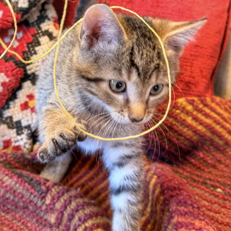 A baby small-sized female Tabby (Buff / Tan / Fawn) Domestic Short Hair cat named Kingfisher for adoption in Bentonville, AR