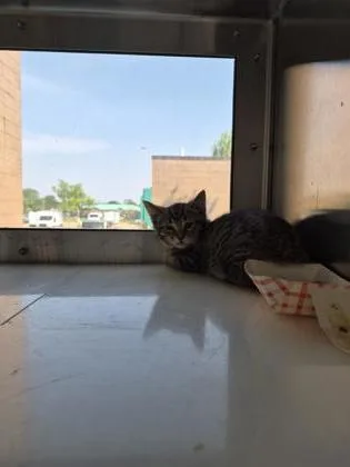 A baby small-sized male Domestic Short Hair cat named Tobiko for adoption in Westland, MI