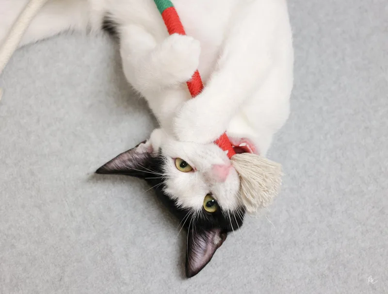 A baby medium-sized male Black & White / Tuxedo Domestic Short Hair cat named Fw for adoption in Cary, NC