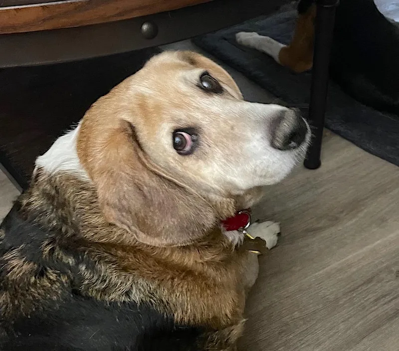 A senior medium-sized male Basset Hound dog named Beebe for adoption in Tomball, TX