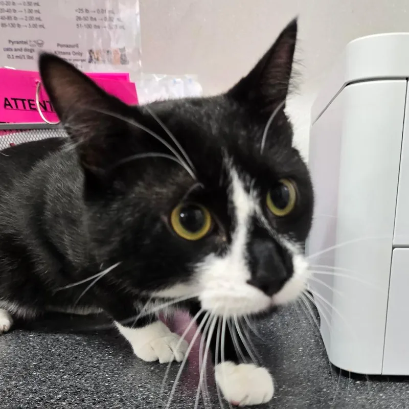 A young medium-sized male Black Domestic Short Hair cat named Oreo for adoption in Newark, NJ