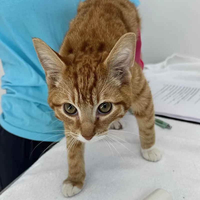A baby medium-sized female Orange & White Tabby cat named Ginger for adoption in Marina del Rey, CA