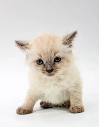 A baby small-sized male Domestic Short Hair cat named Fluffy for adoption in Morton Grove, IL