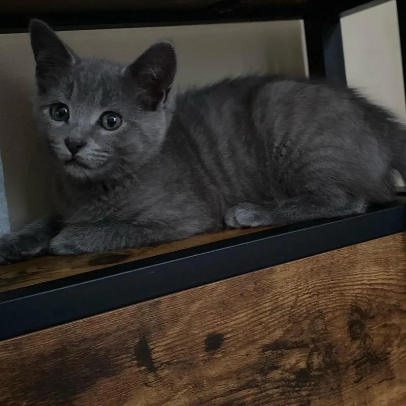 A baby medium-sized male Tabby (Gray / Blue / Silver) Domestic Short Hair cat named Maverick for adoption in Johnson City, TN