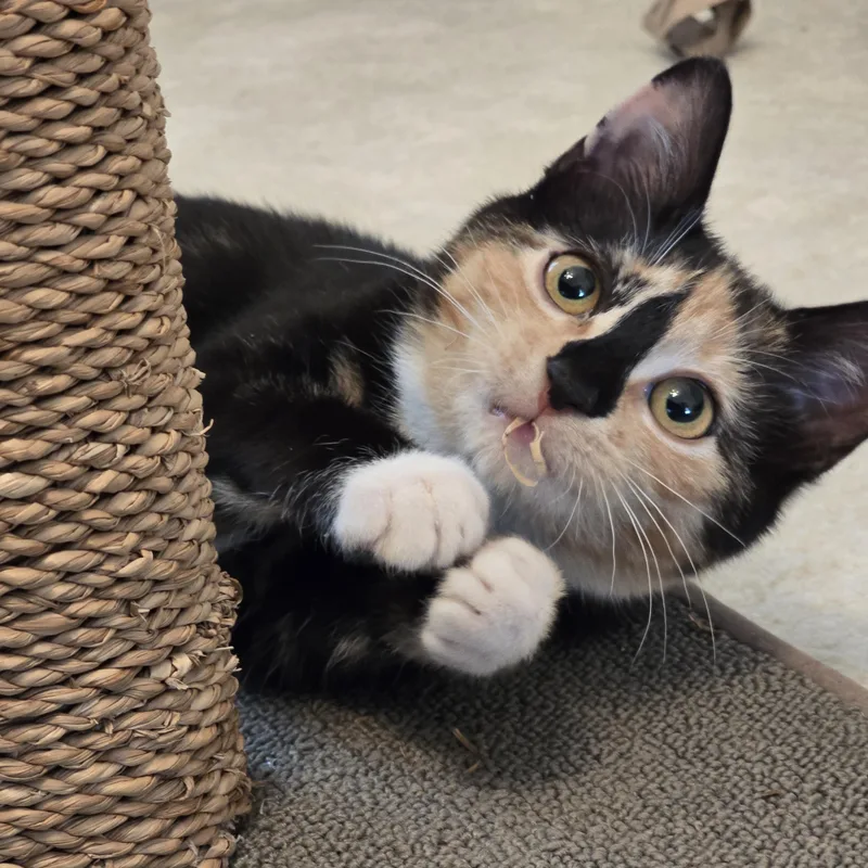 Fred & Ginger thumbnail 2