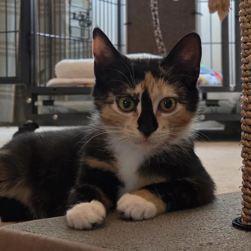 Fred & Ginger thumbnail 3