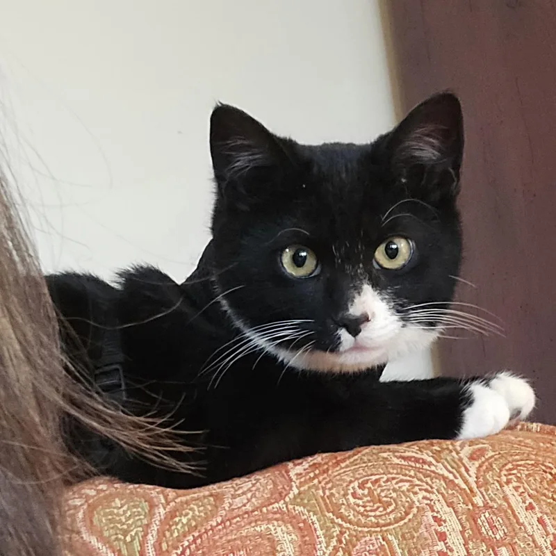 Fred & Ginger thumbnail 4