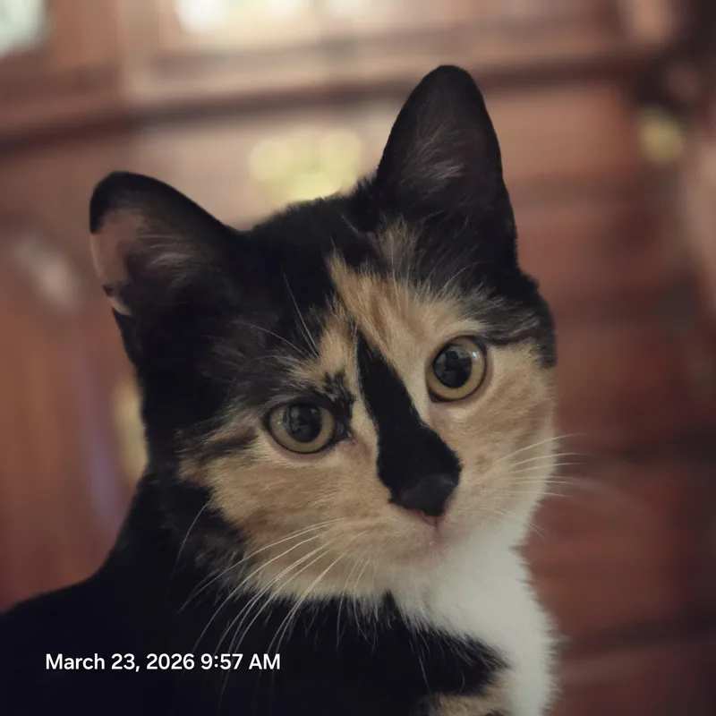 A baby medium-sized male Black & White / Tuxedo Domestic Short Hair cat named Fred & Ginger for adoption in Lemoyne, PA
