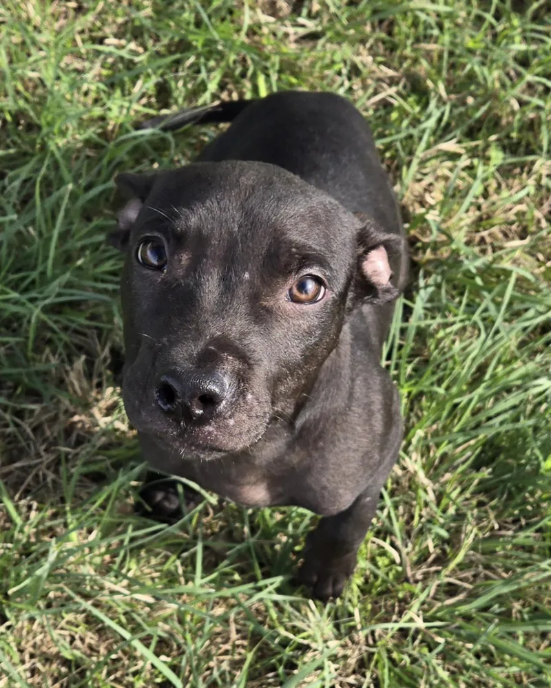 A baby medium-sized male Pit Bull Terrier dog named Herbie Hart for adoption in Graham, TX