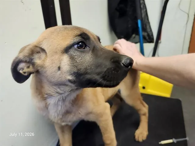 A baby small-sized female Belgian Shepherd / Malinois dog named Dembele for adoption in Santa Cruz, CA