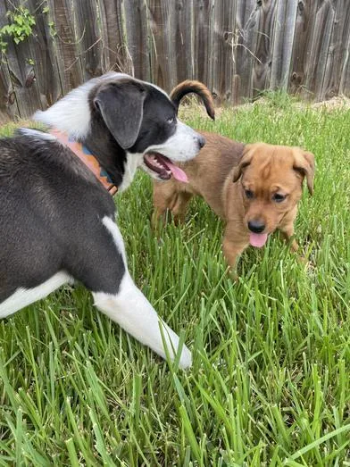 A baby medium-sized female Golden Labrador Retriever dog named Daisy for adoption in Liverpool, TX