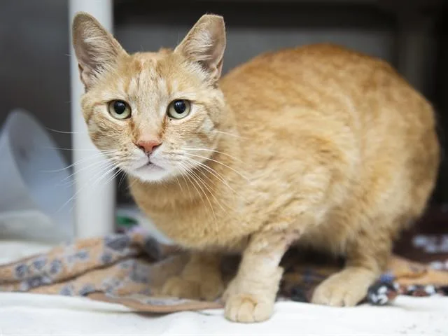 An adult small-sized male Domestic Short Hair cat named Scooter for adoption in Phoenix, AZ