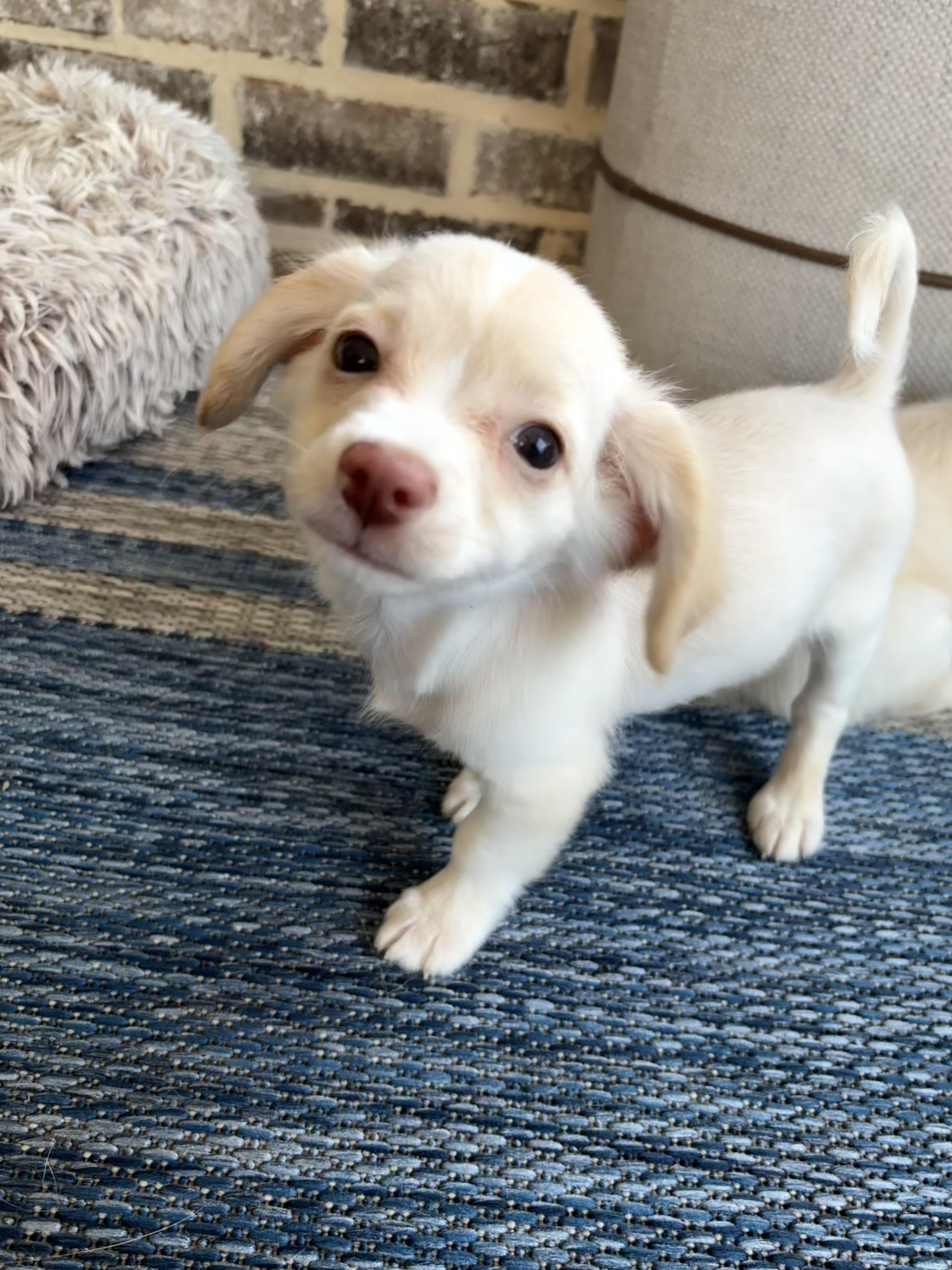 Petey