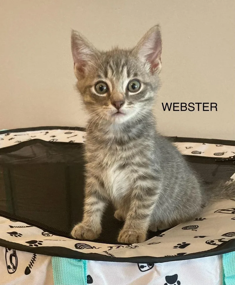 A baby medium-sized male Domestic Short Hair cat named Webster for adoption in Johnson City, TN
