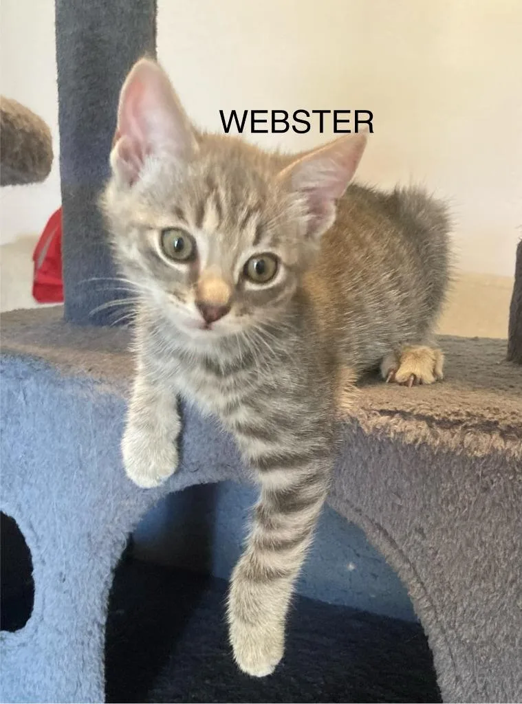 Webster thumbnail 3