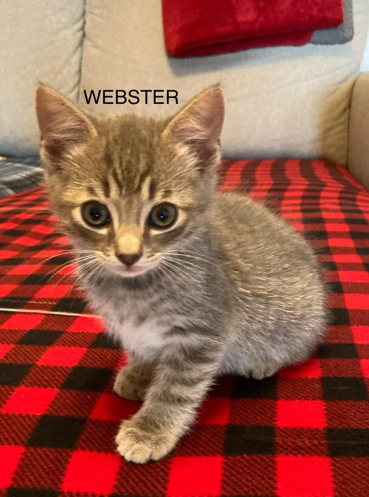 Webster thumbnail 4