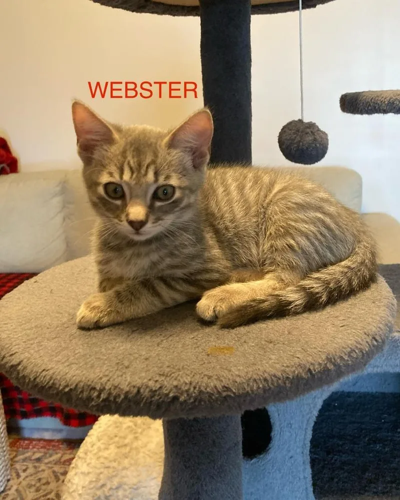 Webster thumbnail 5