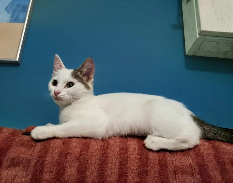 A baby medium-sized female White Domestic Short Hair cat named Arroyo Seco for adoption in Apex, NC
