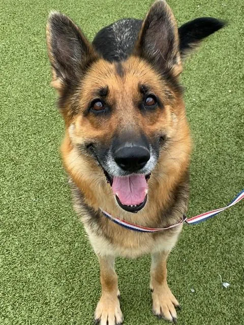 An adult medium-sized female German Shepherd Dog dog named Nala for adoption in Fayetteville, NC