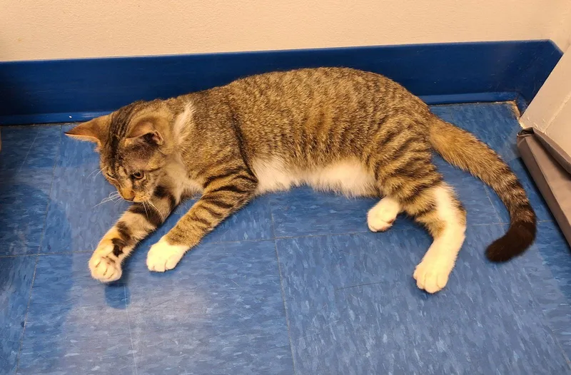 Lazarusbonded thumbnail 3