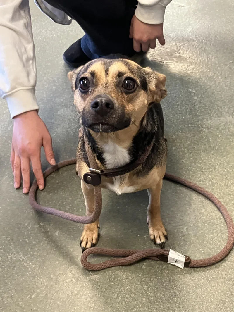 A young small-sized female Yellow / Tan / Blond / Fawn Mixed Breed dog named Ginger for adoption in Parma, OH