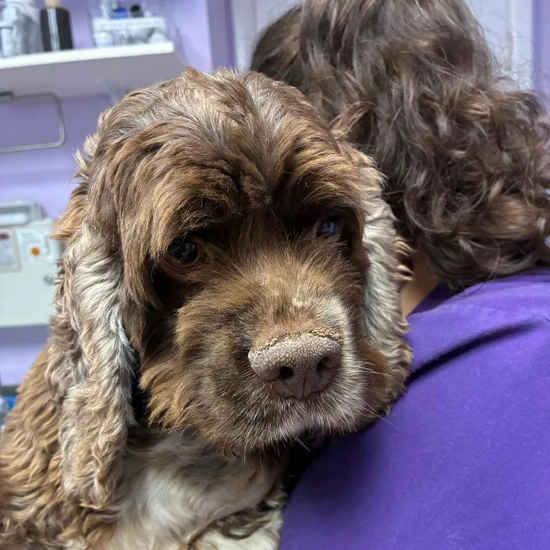 An adult medium-sized female Brown / Chocolate Cocker Spaniel dog named Twila for adoption in Northbrook, IL