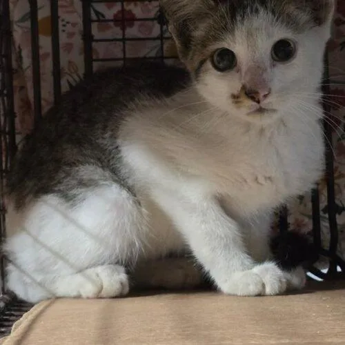 A baby small-sized male Domestic Short Hair cat named Scooter J for adoption in Tampa, FL