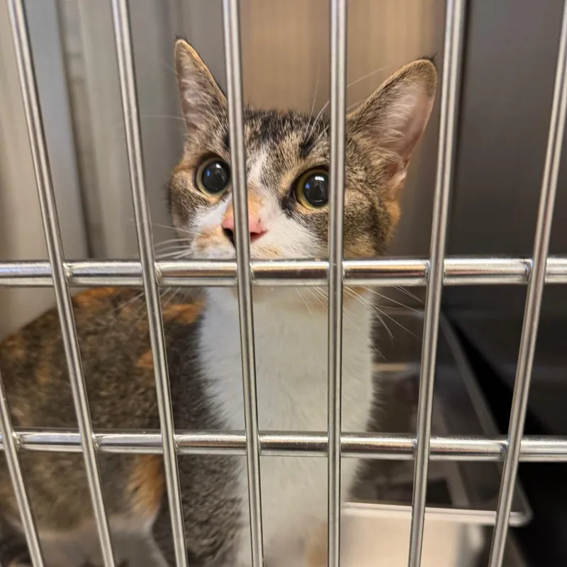 An adult medium-sized female Calico Domestic Short Hair cat named Tilly for adoption in Scituate, MA
