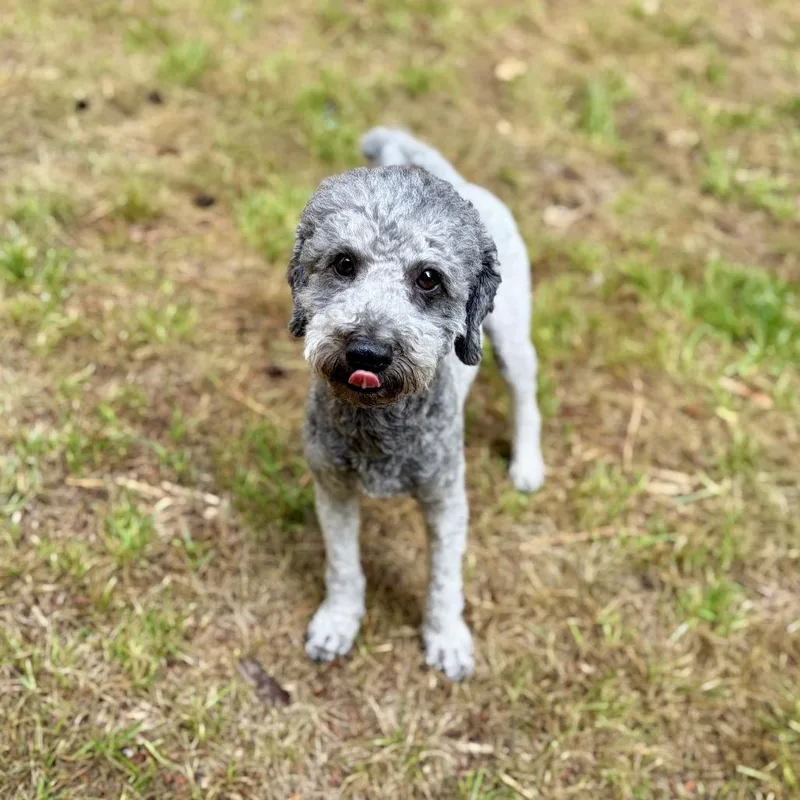 An adult small-sized male Gray / Blue / Silver Poodle dog named Fortitude for adoption in Wake Forest, NC