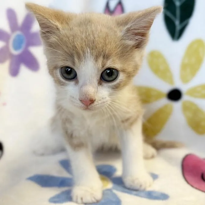 A baby small-sized male Buff / Tan / Fawn Domestic Short Hair cat named Pumpernickel for adoption in Mount Juliet, TN