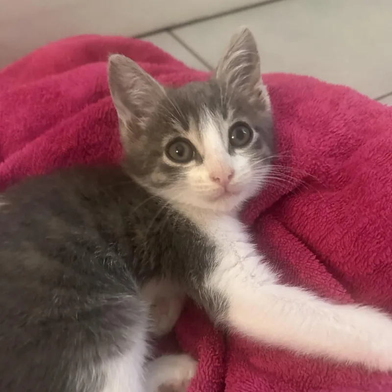 A baby small-sized male Gray / Blue / Silver Domestic Short Hair cat named Mozzarella for adoption in Fort Lauderdale, FL