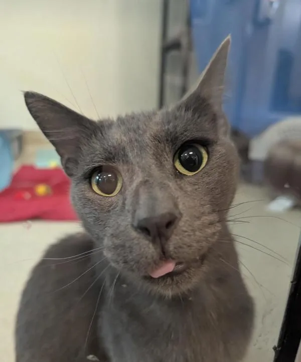 An adult medium-sized male Domestic Short Hair cat named Gargamel for adoption in Santa Rosa, CA