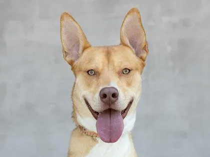 A young medium-sized male Mixed Breed dog named Hopper for adoption in Longmont, CO