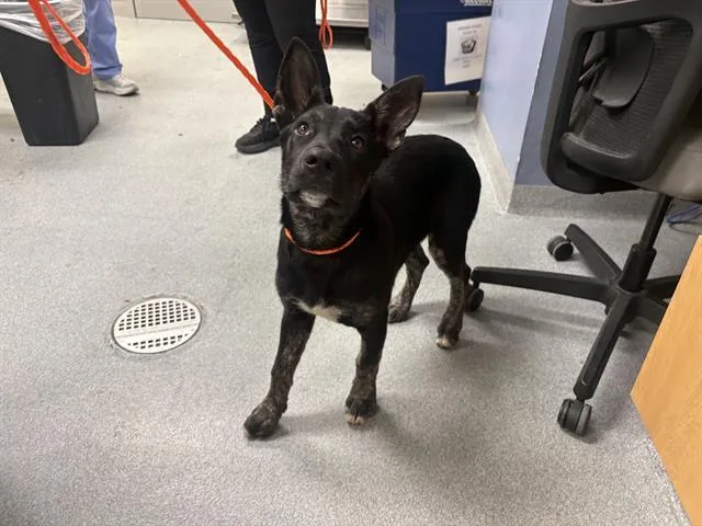 A baby small-sized female German Shepherd Dog dog named Arwen for adoption in Tustin, CA