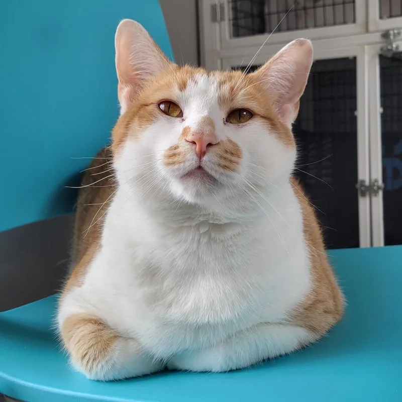 An adult extra large-sized male Orange / Red Domestic Short Hair cat named Iggy for adoption in Chicago, IL