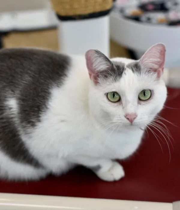 An adult medium-sized female White Domestic Short Hair cat named Zena for adoption in Marietta, GA