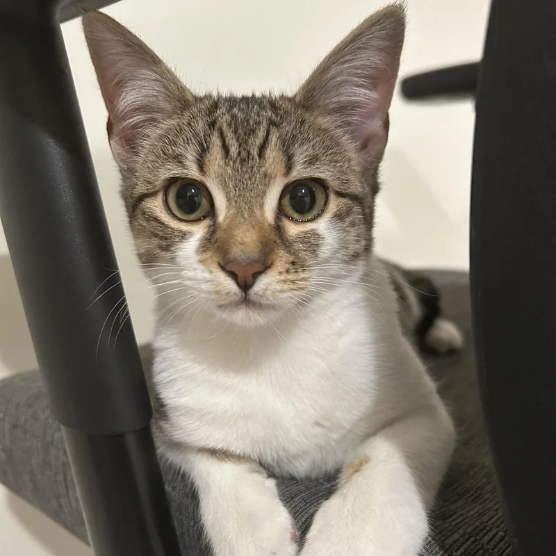 Crostini thumbnail 2