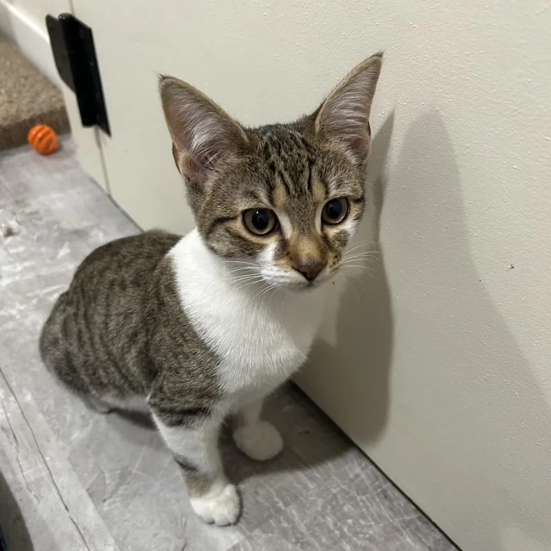 Crostini thumbnail 3