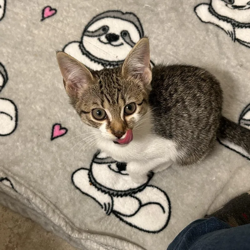 Crostini thumbnail 4