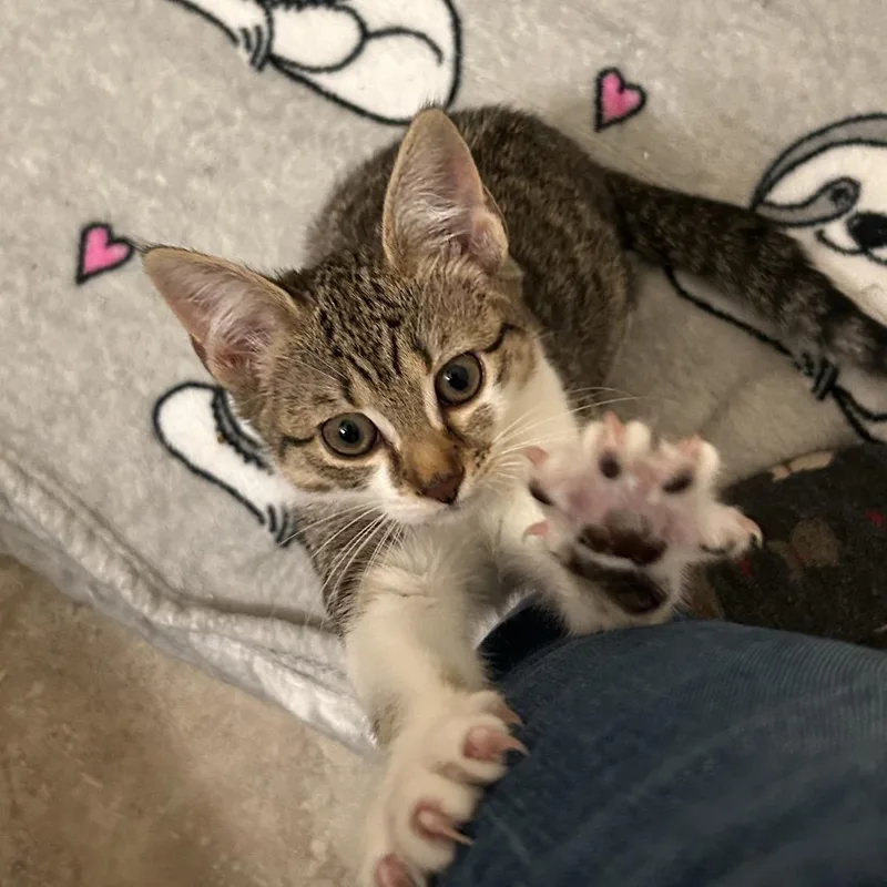 Crostini thumbnail 5