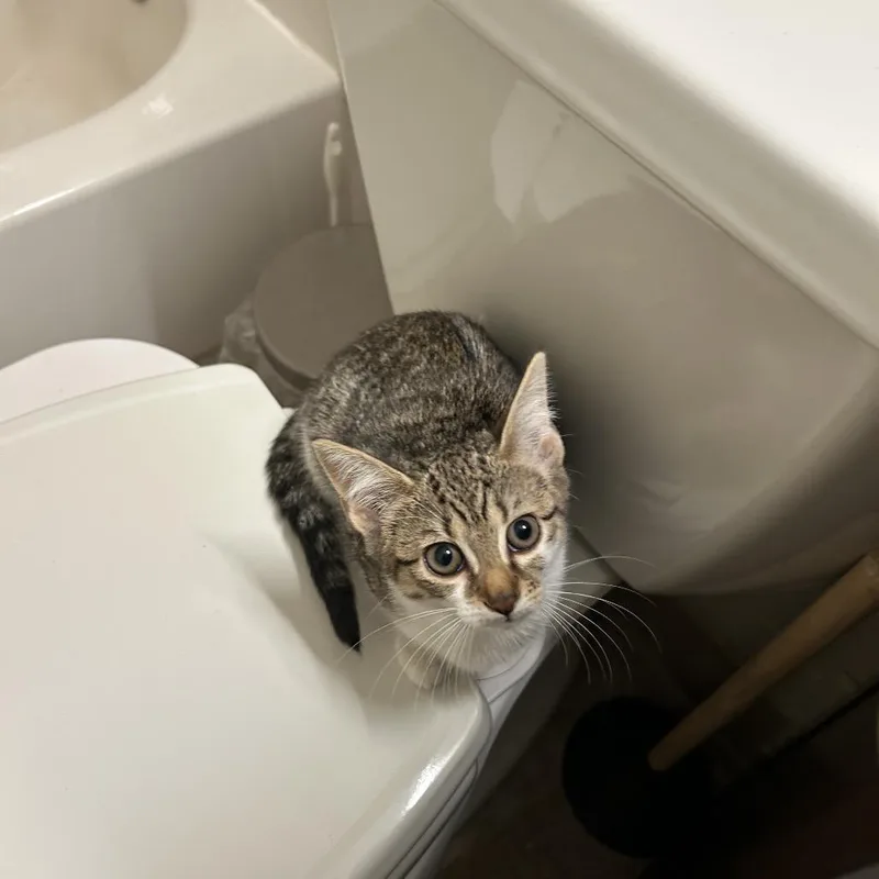 Crostini thumbnail 6