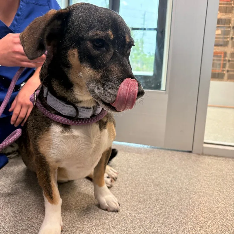 An adult medium-sized female Black Mixed Breed dog named Sesame Seed for adoption in Englewood, FL